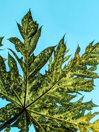 Low angle view of tree against sky