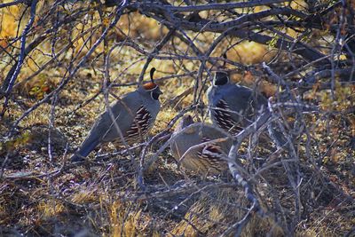 View of birds on land