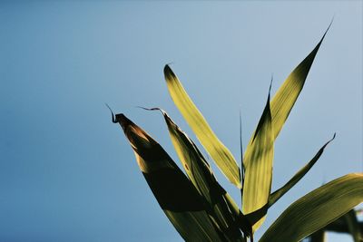 Low angle view of flowering plant against clear blue sky