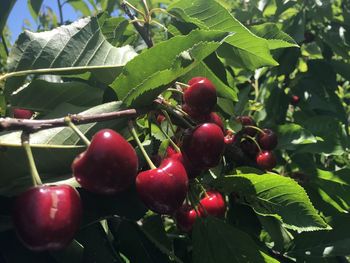 Close-up of cherries growing on tree