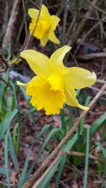 Close-up of yellow crocus blooming on field