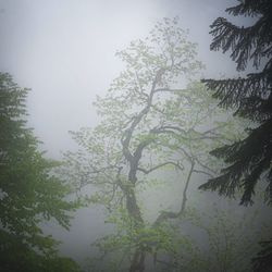 Low angle view of trees against sky during rainy season