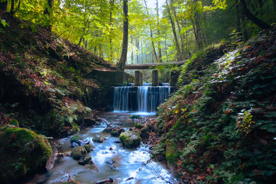 Stream flowing in forest