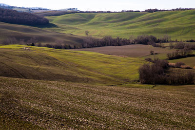 Scenic view of agricultural field against sky