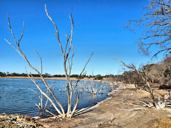 Bare trees on beach against blue sky