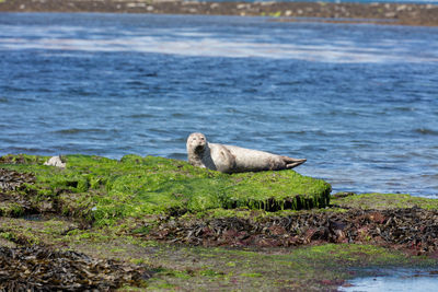 Seal resting on sea shore