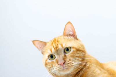 Close-up portrait of a cat against white background