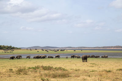 Horses in a field