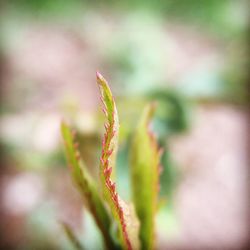 Close-up of plant against blurred background