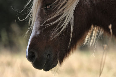 Close-up of horse