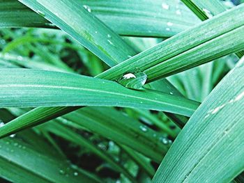 Close-up of leaves