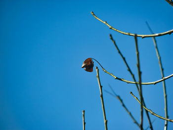 Low angle view of a leaf against clear blue sky