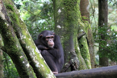 Close-up of monkey