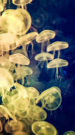 Close-up of fish swimming in aquarium
