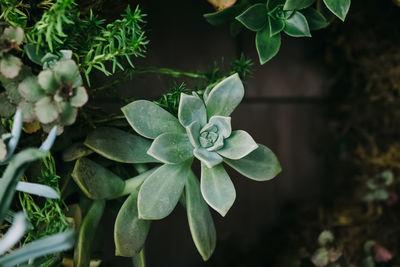 plant