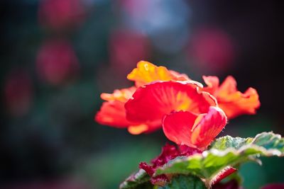 Close-up of red flowering plant