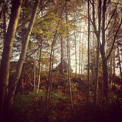 Trees in forest