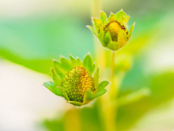 Close-up of yellow flowering plant