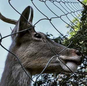 Close-up of an animal