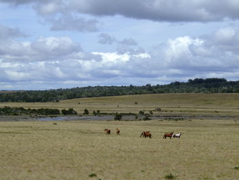 Horses grazing on field against sky