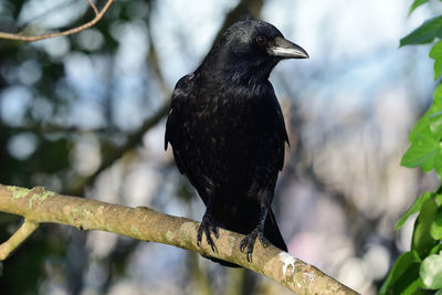 Portrait of a crow perching on a branch