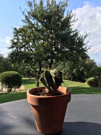 Close-up of potted plant on table