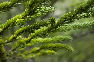 Close-up of pine tree in forest