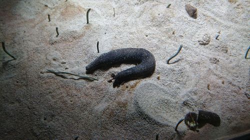 High angle view of insect on rock