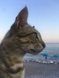 Close-up of a cat looking away