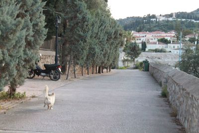 Dog on car amidst trees