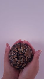 Cropped hands holding python against white background