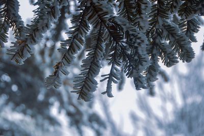 Close-up of pine tree during winter