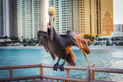 Pelican perching on railing against buildings during sunset