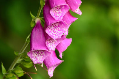 Close-up of foxglove blooming in garden