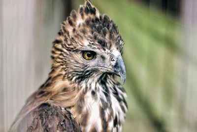 Close-up of a bird looking away