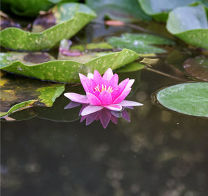 Close-up of lotus water lily in pond