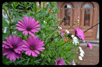 Close-up of pink flowers