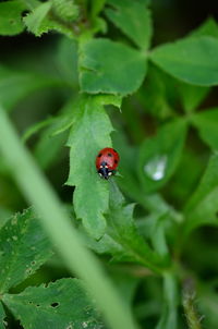 ladybug