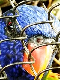 Close-up of multi colored bird