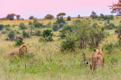 Lion and lioness outdoors