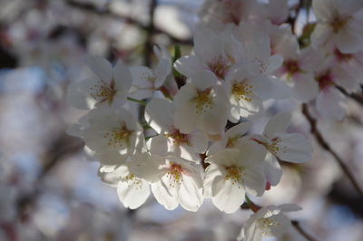 Close-up of cherry blossom