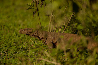 Komodo dragon amidst plants