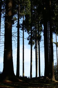 Low angle view of silhouette trees against sky at night