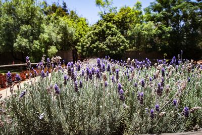 Purple flowering plants on field