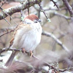 Bird perching on branch