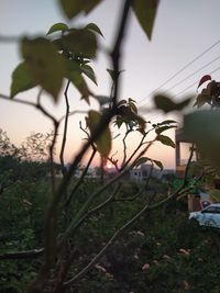 Close-up of plant growing on field against sky