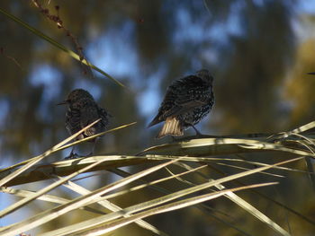 Low angle view of birds perching on metal