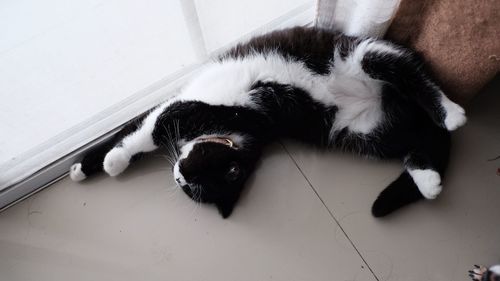 High angle view of cat resting on floor