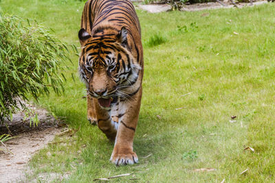 Tiger in a zoo