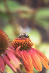 Close-up of bee pollinating on flower